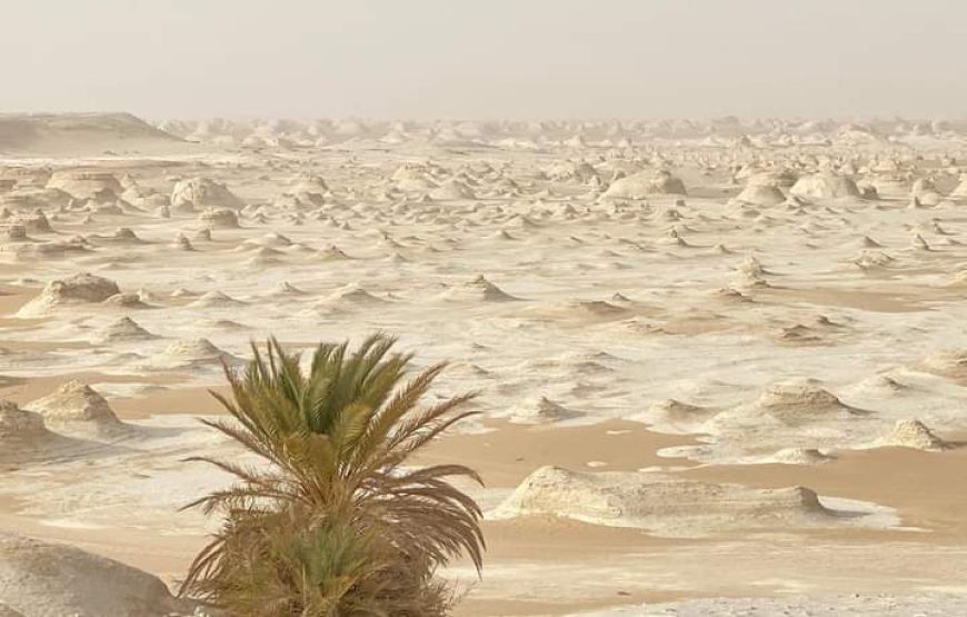 (le caire et giza – oasis bahrya désert blanc et noire – siwa)