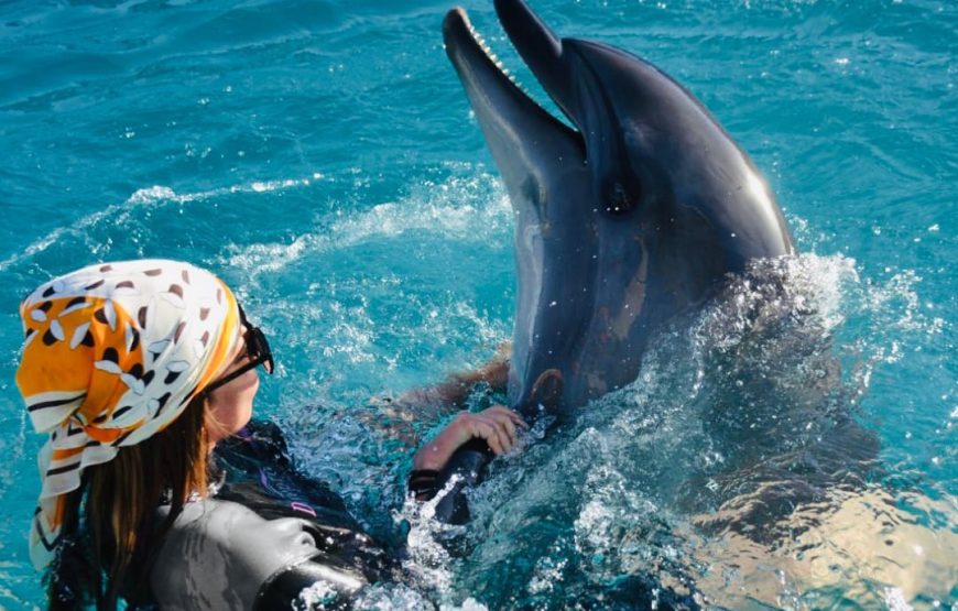 Dauphins en piscine