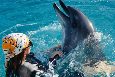 Dauphins en piscine