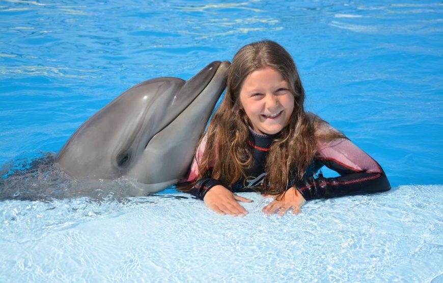 Dauphins en piscine