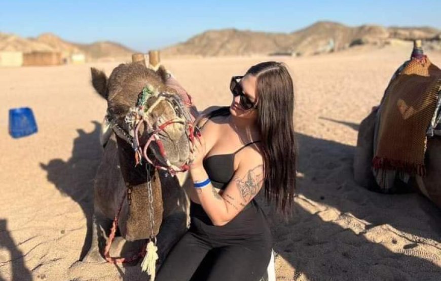 (caire et giza – oasis bahrya le désert blanc et noire – siwa – hurghada )