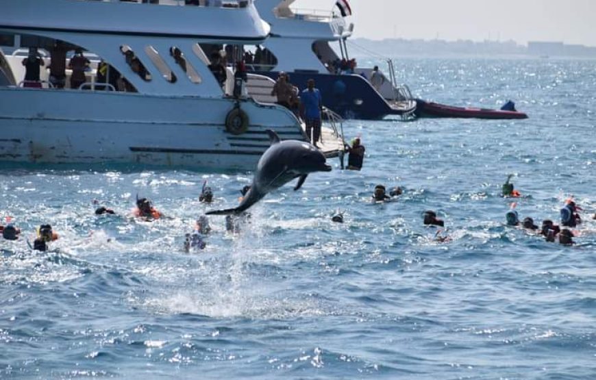 (caire et giza – oasis bahrya le désert blanc et noire – siwa – hurghada )