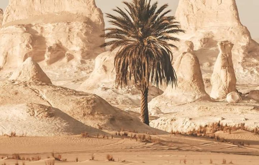 (caire – giza – oasis bahrya le désert blanc et noire – louxor – hurghada )