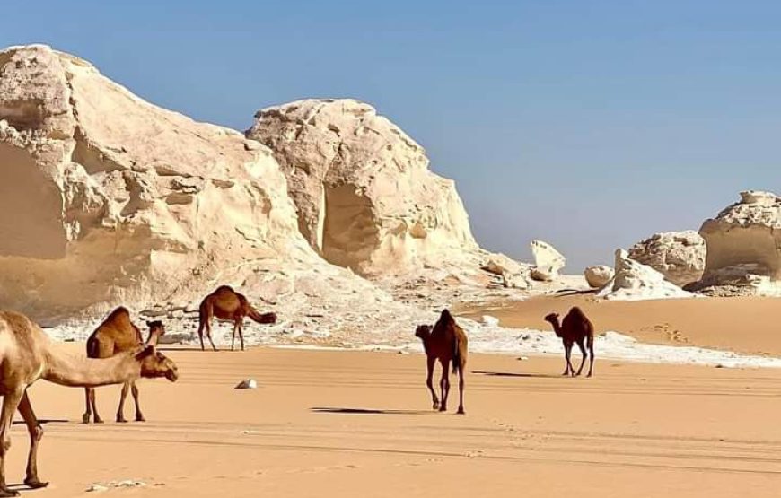 (caire – giza – oasis bahrya le désert blanc et noire – louxor – hurghada )